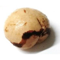 obi – semente sagrada