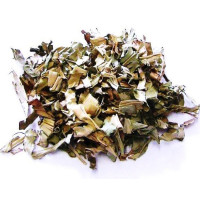 cana do brejo – planta 50gr