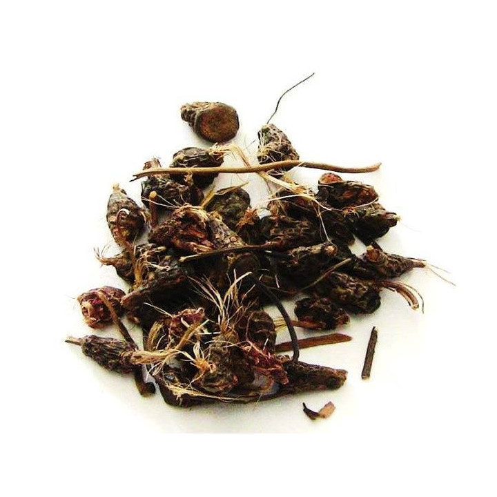 danda da da costa – plant 50gr