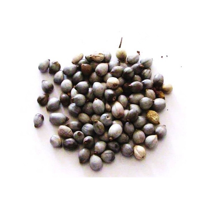 Tränen unsers Herrn – Samen 50gr