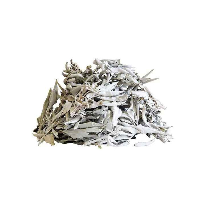 SALVIA BRANCA – PLANTA 100GR