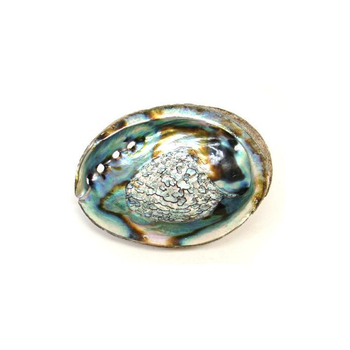 Abalone-Shell 12/14cm
