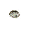 Abalone shell 10/12cm