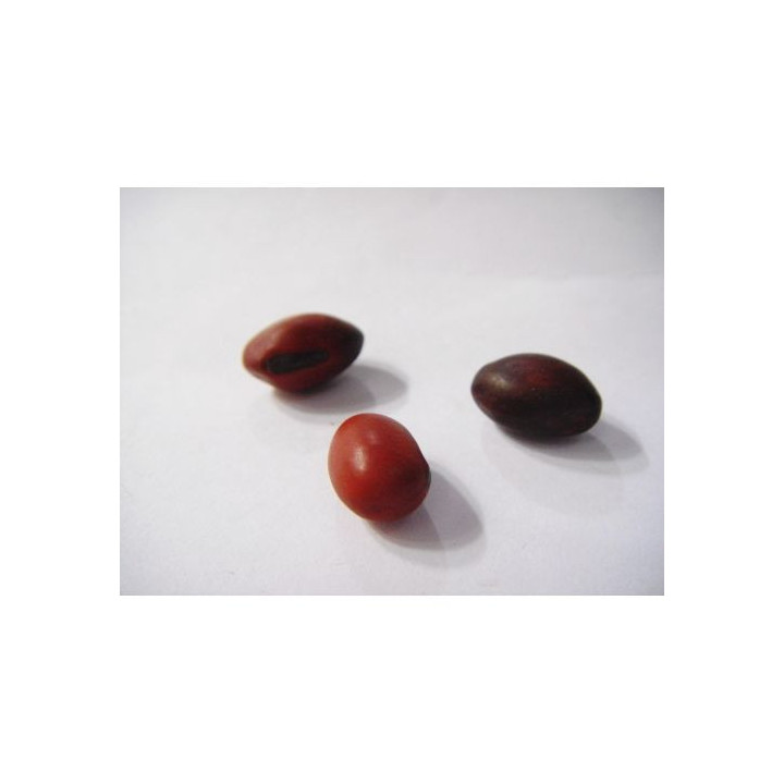 Fava de Iemanjá Sin Algodón