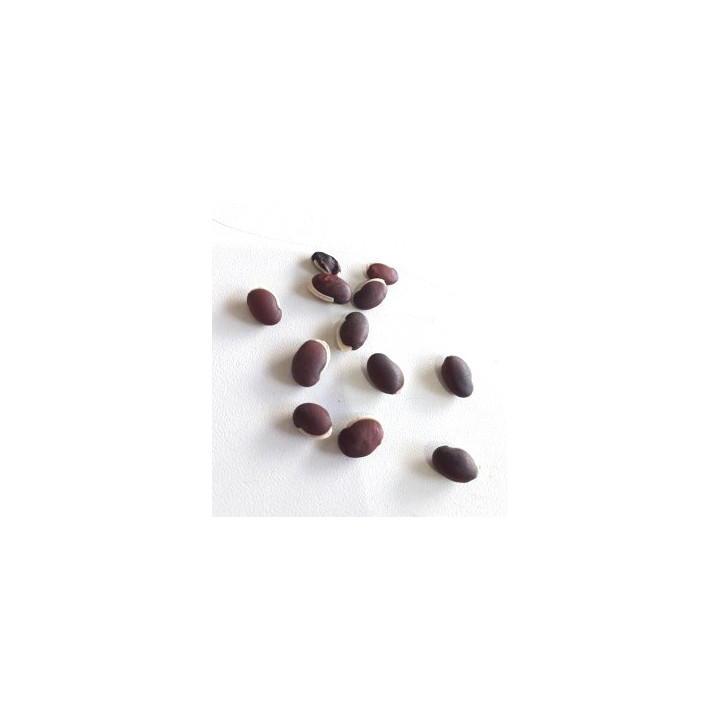 Fava Amarração