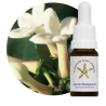 Floral Jasmim Madagascar - 10ml