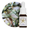 Floral Tuia - 10ml